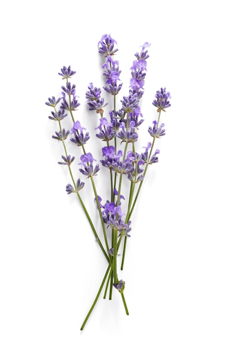 Lavender sprigs with purple flowers, dried and bundled